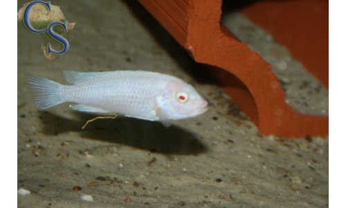 Pseudotropheus socolofi albino